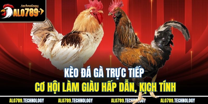 Kèo Đá Gà Trực Tiếp - Cơ Hội Làm Giàu Hấp Dẫn, Kịch Tính 1 Kèo Đá Gà Trực Tiếp - Cơ Hội Làm Giàu Hấp Dẫn, Kịch Tính